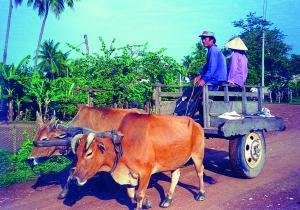 Na vesnici je jedinm dopravnm prostedkem trpliv dobyte.