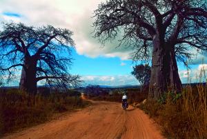 Cesta lemovan pekrsnmi baobaby
