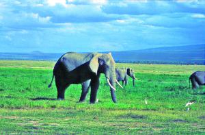 Nrodn park Amboseli - to jsou hlavn sloni