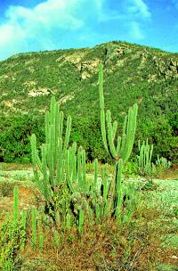 Kaktusy na vchod si s mexickmi nezadaj, dosahuj vky vce ne 3 metr.